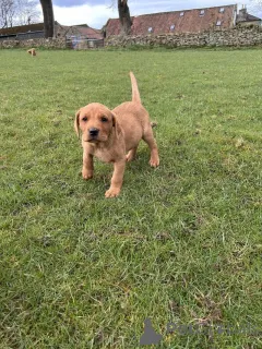 Дополнительные фото: У нас есть щенки лабрадора, которые ищут новый 5-звездочный дом и не работают