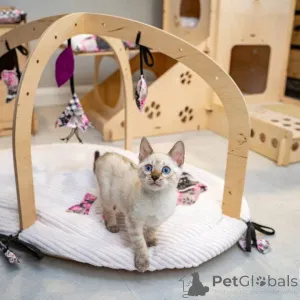 Фото №1. бенгальская - купить в Södertälje за 69575₽. Объявление №153224