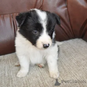 Дополнительные фото: Пограничные щенки колли на продажу