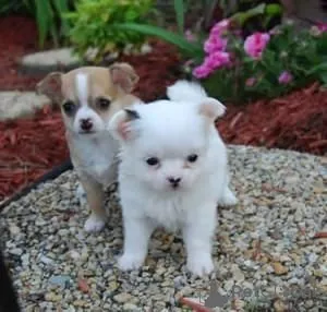 Фото №1. чихуахуа - купить в Беншейм за 32468₽. Объявление №147576