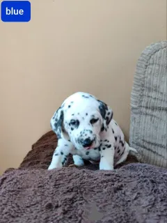 Дополнительные фото: Щенки далматина