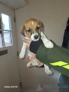 Фото №2 к объявлению №166926 о продаже джек-рассел-терьера - купить в Нидерландах частное объявление