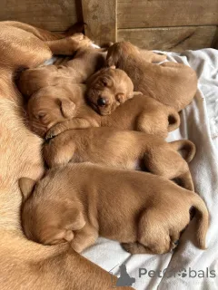 Дополнительные фото: У нас есть щенки лабрадора, которые ищут новый 5-звездочный дом и не работают