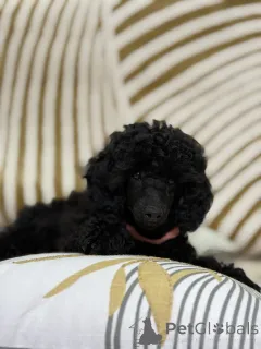 Дополнительные фото: Black Toy Poodle Girl Родилась 13 мая 2025 года.