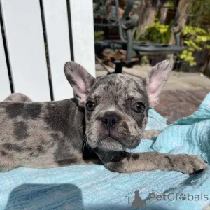 Дополнительные фото: Все щенки еще свободны. Ветеринар проверил готовность к родам, если необходимо,