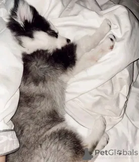 Фото №4. Продажа  в Чикаго  - цена договорная