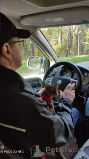 Дополнительные фото: Клубные абиссинские котята