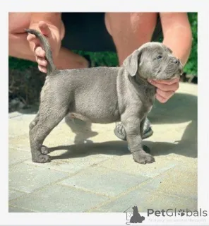 Дополнительные фото: Щенки кане корсо