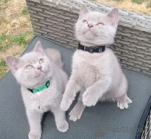 Дополнительные фото: Статные и крепкие котята