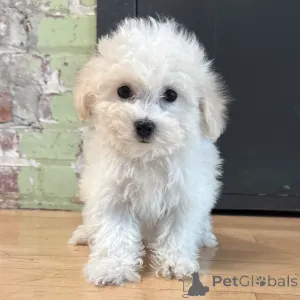 Фото №3. Aceşti frumoşi pui de Bichon Frise,.  Румыния