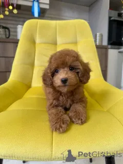 Фото №2 к объявлению №159556 о продаже  - купить в Германии частное объявление