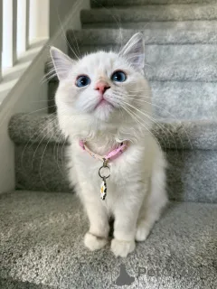 Фото №3. Сладкая, как лепесток, и мягкая, как облако, Лили любит обниматься и мурлыкать,. Швейцария