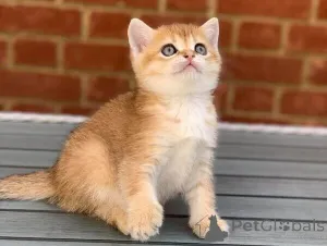 Фото №1. шотландская вислоухая (скоттиш фолд) - купить в Байериш-Айзенштайне за договорная. Объявление №167586