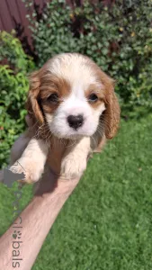 Дополнительные фото: мальчики Кавалер-Кинг-Чарльз-Спаниель