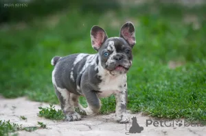 Фото №3. Французкий бульдог мерле.  Грузия