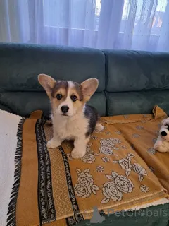 Дополнительные фото: Вельш-корги пемброк триколор