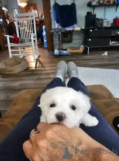 Фото №2 к объявлению №163773 о продаже мальтийскую болонку - купить в Финляндии частное объявление, из приюта