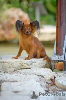 Дополнительные фото: Той терьер Русский Той щенки с родословной