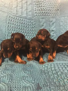 Фото №1. доберман - купить в Bai-Mare за договорная. Объявление №160029