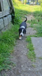 Фото №1. аппенцеллер зенненхунд - купить в Эелс за 32468₽. Объявление №147550