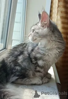 Фото №2 к объявлению №149173 о продаже мейн-кун - купить в России из питомника