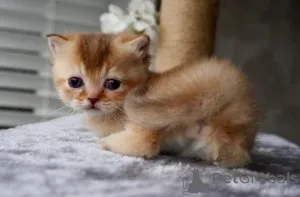 Дополнительные фото: Манчкин-Кетчен