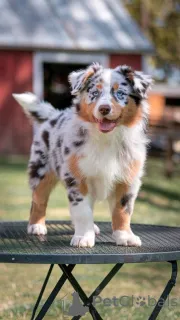 Фото №2 к объявлению №161355 о продаже австралийскую овчарку - купить в Бельгии частное объявление