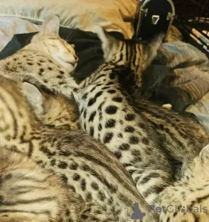 Дополнительные фото: Savannah- und **Savacoon**-Kätzchen