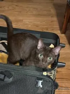 Фото №4. Продам гавану в Париже частное объявление, заводчик - цена 46384₽