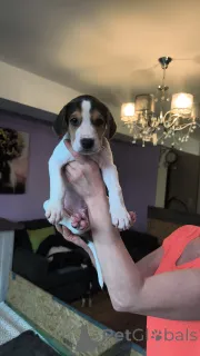 Фото №4. Продажа русскую гончую в Гамбург частное объявление - цена 139₽