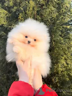 Фото №3. Pomeranian lulu Extra Mini.  Португалия