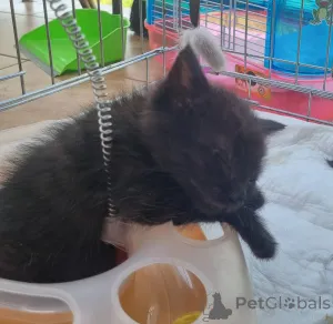 Дополнительные фото: Чудесные котята Тим и Том в добрые руки.