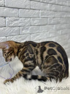 Дополнительные фото: Шикарный Бенгальский кот