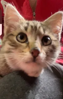 Дополнительные фото: Это Салинка! Чудесная нежная девочка!