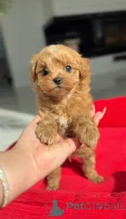 Дополнительные фото: Очаровательная мини-девочка