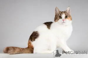 Дополнительные фото: Красавица Ника ищет семью.