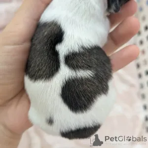 Фото №2 к объявлению №163644 о продаже чихуахуа - купить в Финляндии частное объявление, из приюта