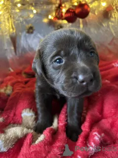 Дополнительные фото: Потрясающие 5-звездочные шоколадные лабрадоры