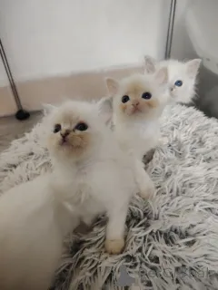 Фото №1. рэгдолл - купить в Антверпен за Бесплатно. Объявление №165810