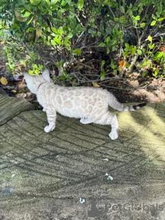 Фото №2 к объявлению №152535 о продаже бенгальская - купить в Германии частное объявление