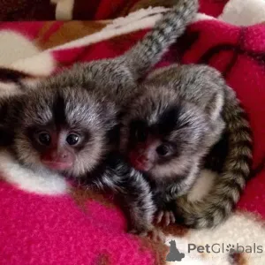 Фото №1.  - купить в Арронсман де Брусел-Капитал за Бесплатно. Объявление №161693