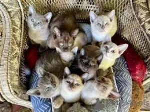 Фото №1. бурма - купить в Брюсселе за 46384₽. Объявление №166611