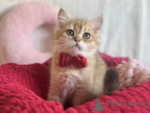 Дополнительные фото: Очаровательные котята Scottish Kilt Straight