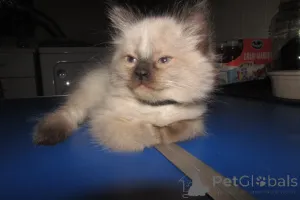 Дополнительные фото: RagDolls для продажи