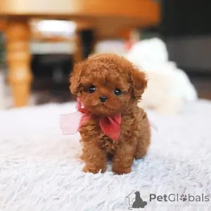 Фото №4. Продажа мальтийскую болонку в Брадентон заводчик - цена договорная