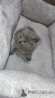 Фото №2 к объявлению №166921 о продаже британская длинношёрстная - купить в Германии частное объявление