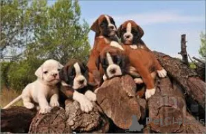 Дополнительные фото: Boxerwelpen