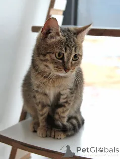 Фото №2 к объявлению №161450 о продаже  - купить в России частное объявление