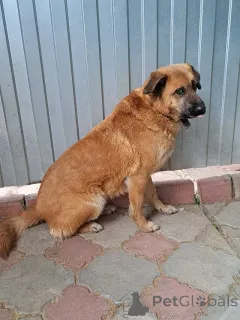 Фото №4. Продажа беспородную в Москова частное объявление - цена Бесплатно