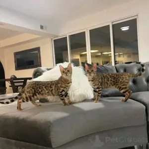 Фото №3. Bengalkätzchen abzugeben.. Германия